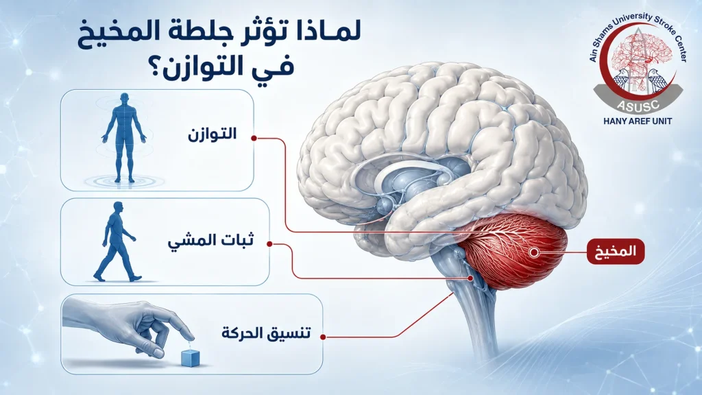 موقع المخيخ ودوره في التوازن وتنسيق الحركة