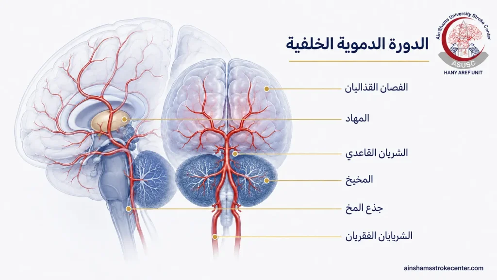 رسم تشريحي لمناطق الدورة الدموية الخلفية في الدماغ